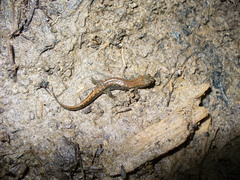 Desmognathus valtos