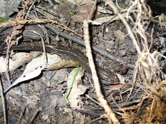 Desmognathus valtos