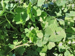 Medicago arabica