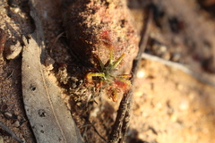 Drosera scorpioides