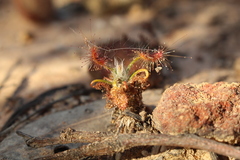 Drosera scorpioides