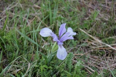 Iris ventricosa