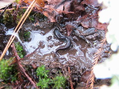 Desmognathus valtos