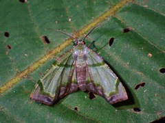 Achrosis innotata