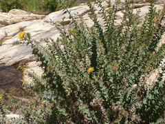 Berkheya cruciata