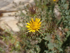 Berkheya cruciata