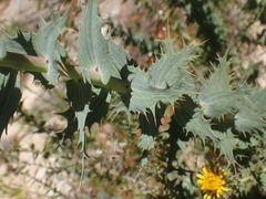 Berkheya cruciata