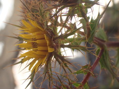 Berkheya cruciata