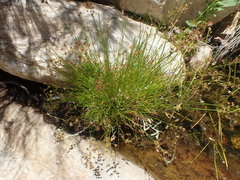 Juncus capensis