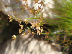 Juncus capensis
