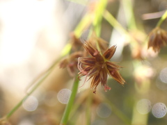 Juncus capensis