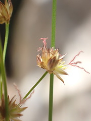 Juncus capensis