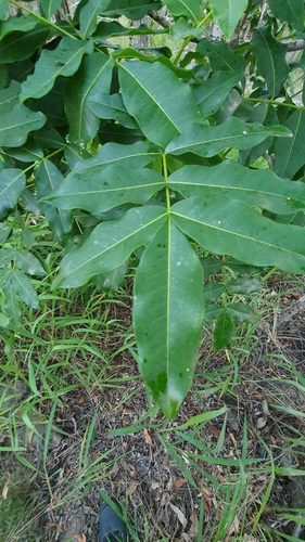 Flindersia, photographed by an iNaturalist contributor