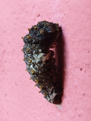 Heraclides anchisiades