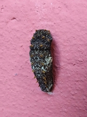 Heraclides anchisiades