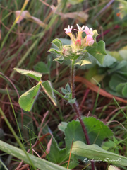 Trifolium clypeatum
