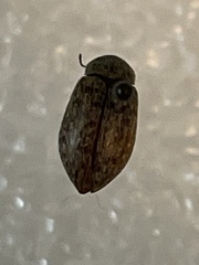 Epitragodes tomentosus