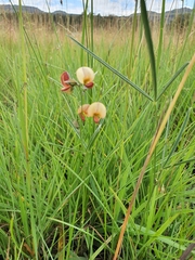 Tephrosia marginella