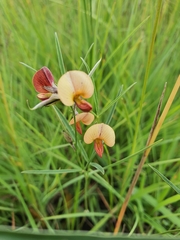 Tephrosia marginella