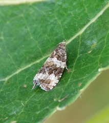 Olethreutes valdanum