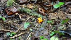 Brachycephalus ephippium