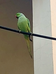 Psittacula krameri