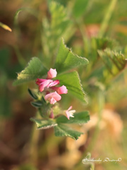 Trifolium clypeatum
