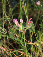 Trifolium clypeatum