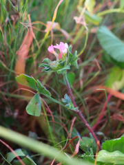 Trifolium clypeatum