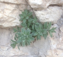 Podonosma orientalis