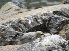 Melanodera xanthogramma