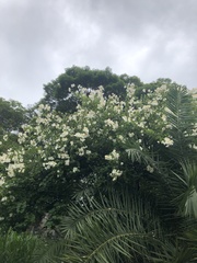 Bauhinia uruguayensis