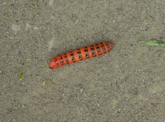 Cactoblastis cactorum