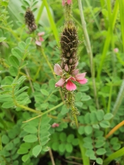 Indigofera longibarbata