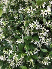 Trachelospermum jasminoides image