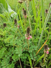 Indigofera longibarbata