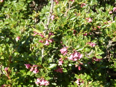 Escallonia alpina