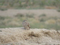 Athene noctua
