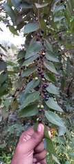 Ziziphus oenopolia