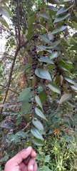 Ziziphus oenopolia