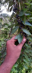 Ziziphus oenopolia