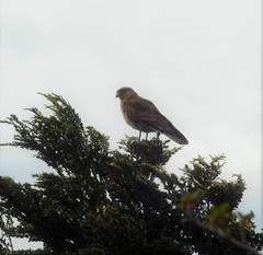 Daptrius chimango temucoensis