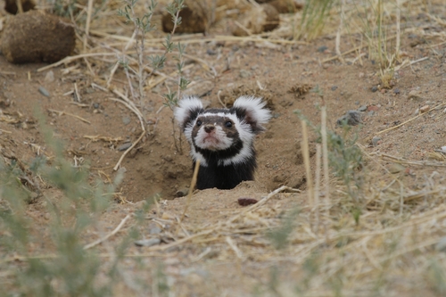 Marbled Polecat