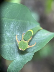 Polyura schreiber tisamenus