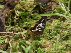 Euthalia adonia pinwilli