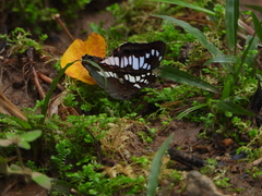 Euthalia adonia pinwilli