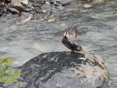 Merganetta armata armata