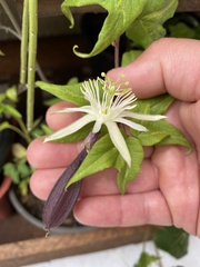 Passiflora capsularis