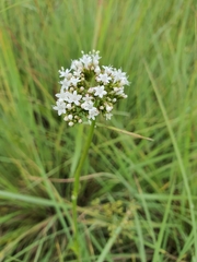 Valeriana capensis