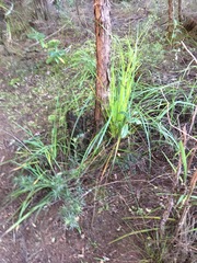 Leucopogon fasciculatus